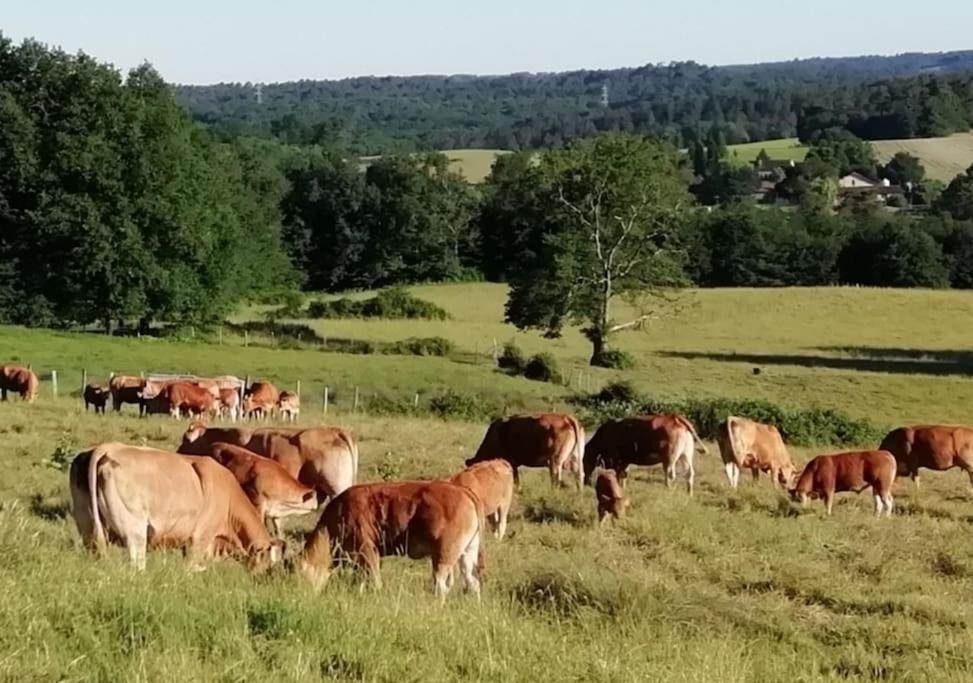 Gite Aux Bois D'En Temps Lunas  Kültér fotó